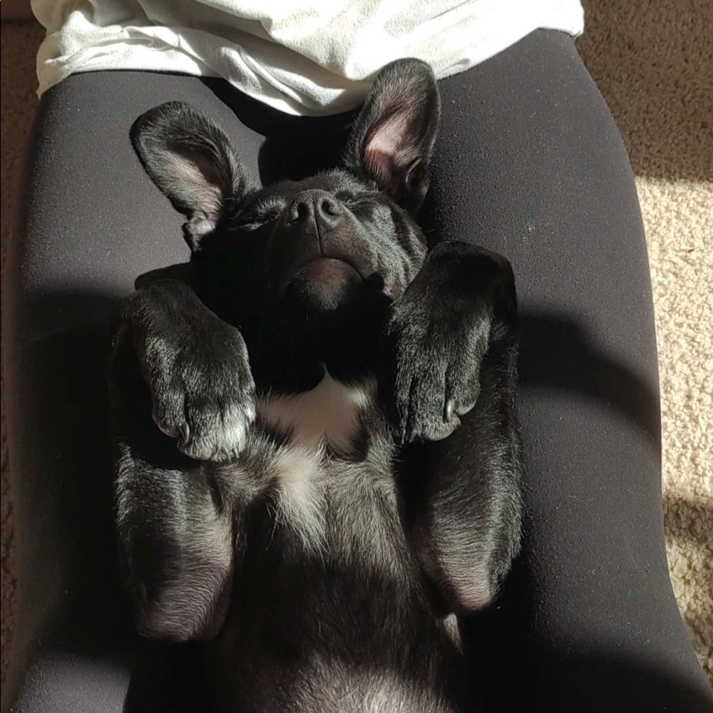Meet your Posher, Gracie